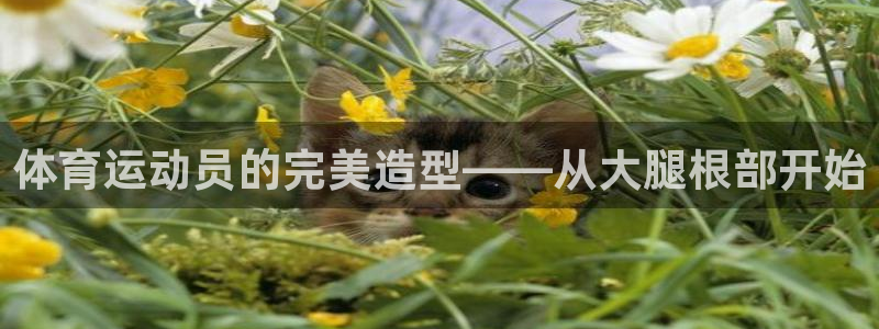 3377体育在线登录官网入口