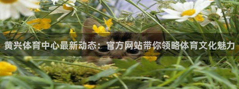 3377体育app下载安装